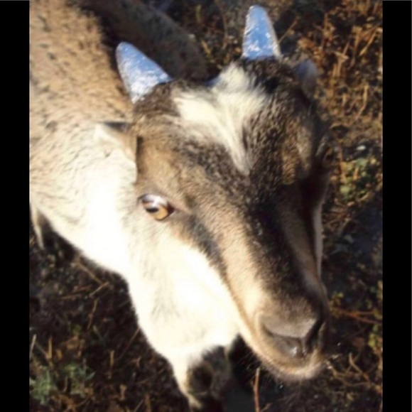 Hi! Thank you for visiting Shadowspond 😊😊😊 - Picture 8 of 16